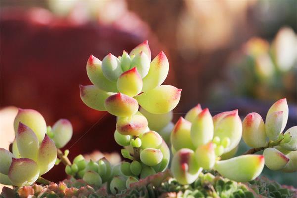 拥抱绿色星球：多肉植物的魅力与养护智慧