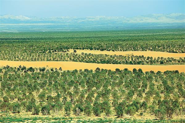 梭梭树：荒漠中的绿色屏障，如何成为防风固沙的首选？