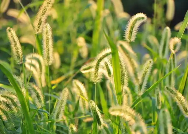 狗尾草能“点掉黑痣”?当民间偏方披上“天然无害”的伪科学外衣