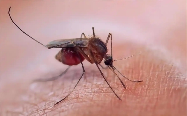 罕见病药物竟能让人体血液变成蚊子的“致命毒药”？