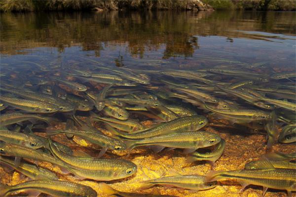 野生水产≠更好水产？一场关于鱼、虾与“天然标签”的理性较量