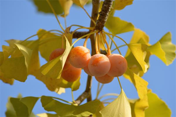 银杏果能降血压降血脂?当“养生果”变“毒果”的那一刻,你还敢乱吃吗?