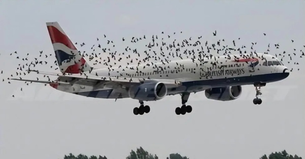 飞鸟能击落客机？航空“软杀伤”的硬代价与防御极限