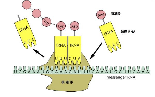 驱动蛋白：细胞运输的“快递员”，为何无法识别病毒？