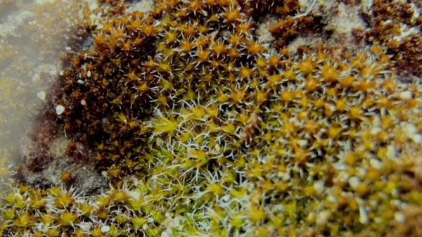 沙漠苔藓:地球上的顽强生命,或将助力人类火星移民