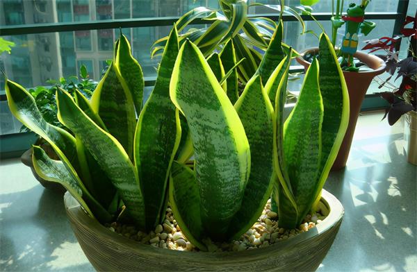 当阿司匹林遇上植物：一粒药片也许真能“养花”？