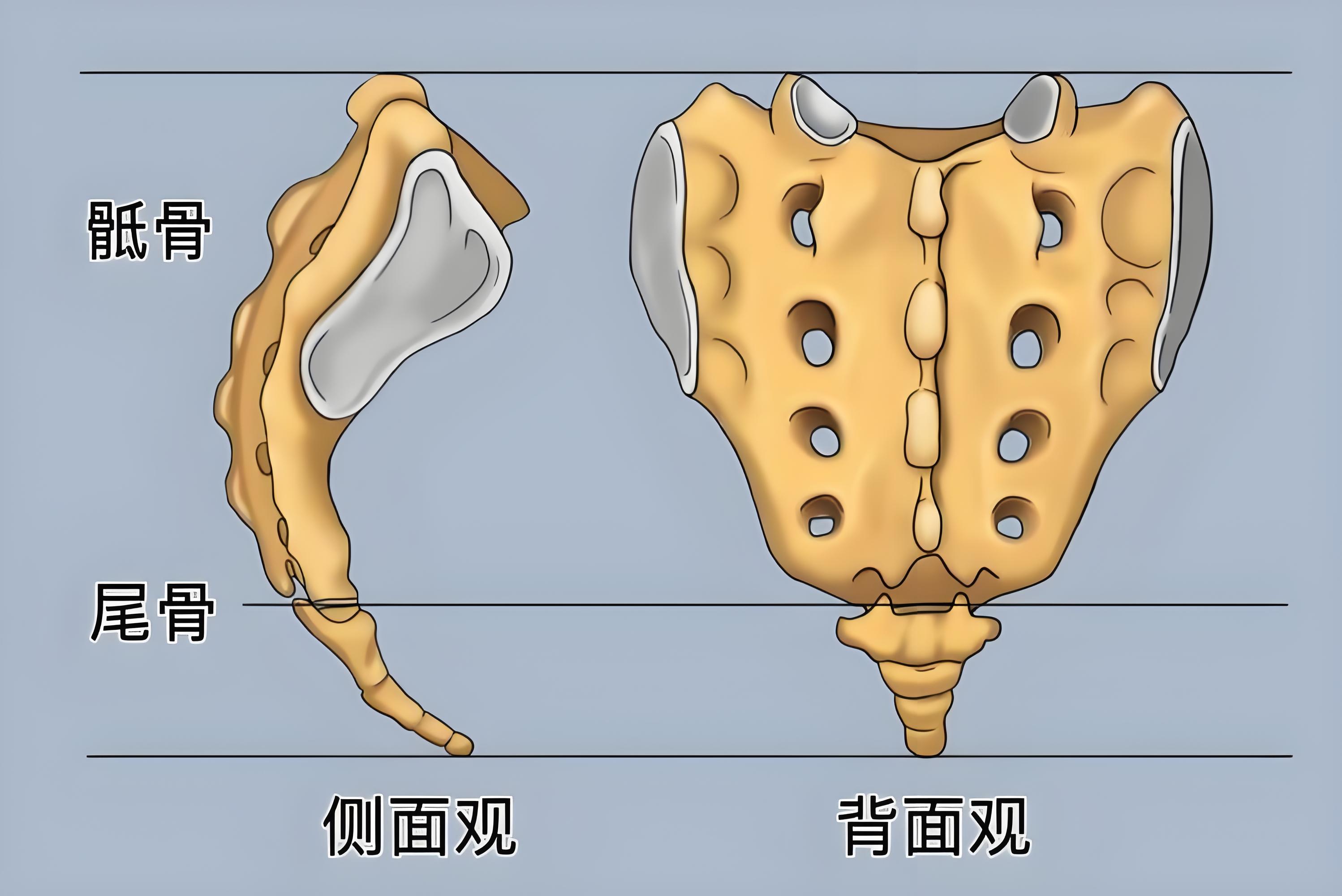 尾椎骨痛是怎么回事?一份关于“坐下就痛”的科学FAQ