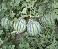 有哪些看起来热量很高，实际热量却很低的食物？