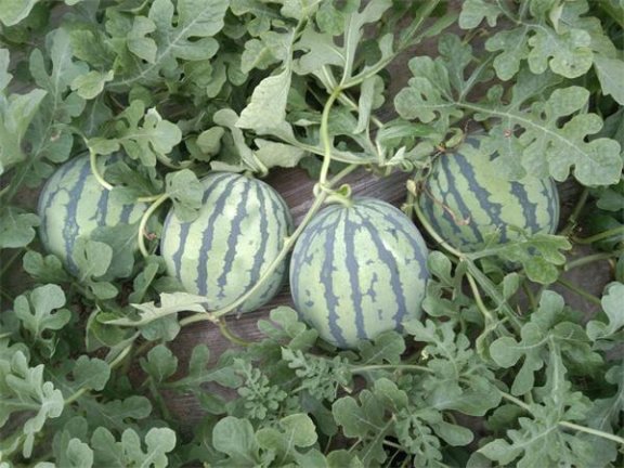 有哪些看起来热量很高，实际热量却很低的食物？