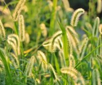 狗尾草能“点掉黑痣”?当民间偏方披上“天然无害”的伪科学外衣