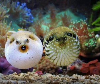 致命的美味：河豚的剧毒与中毒应对