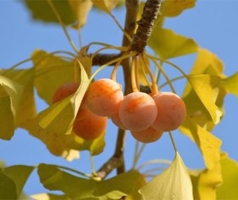 银杏果能降血压降血脂?当“养生果”变“毒果”的那一刻,你还敢乱吃吗?