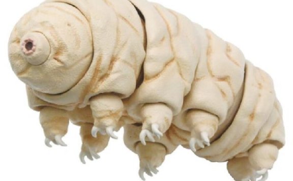 水熊虫真的杀不死?它对人类有害吗?如何真正终结它?