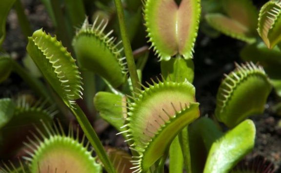 食肉植物为何偏爱“吃肉”？科学揭示背后的生存智慧