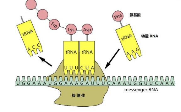 驱动蛋白：细胞运输的“快递员”，为何无法识别病毒？