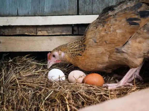 母鸡为啥啄蛋？一场生理、环境与行为之间的“蛋壳风波”