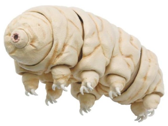 水熊虫真的杀不死？它对人类有害吗？如何真正终结它？