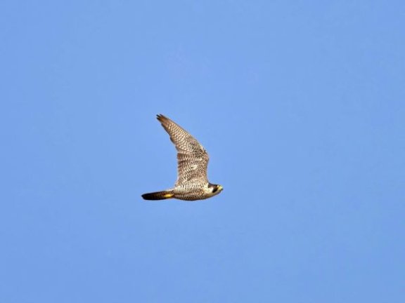 游隼猎杀朱鹮:生态平衡与人类干预的界限