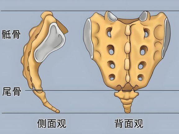 尾椎骨痛是怎么回事？一份关于“坐下就痛”的科学FAQ