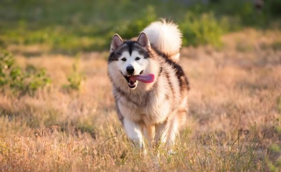 新手养狗全攻略:疫苗、社交、营养与安全的权威FAQ