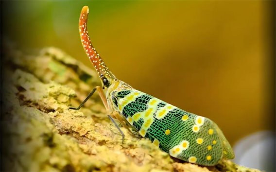 龙眼鸡究竟是什么?能吃吗?一篇揭开它的真相