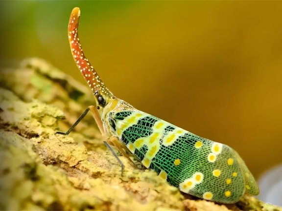 龙眼鸡究竟是什么?能吃吗?一篇揭开它的真相